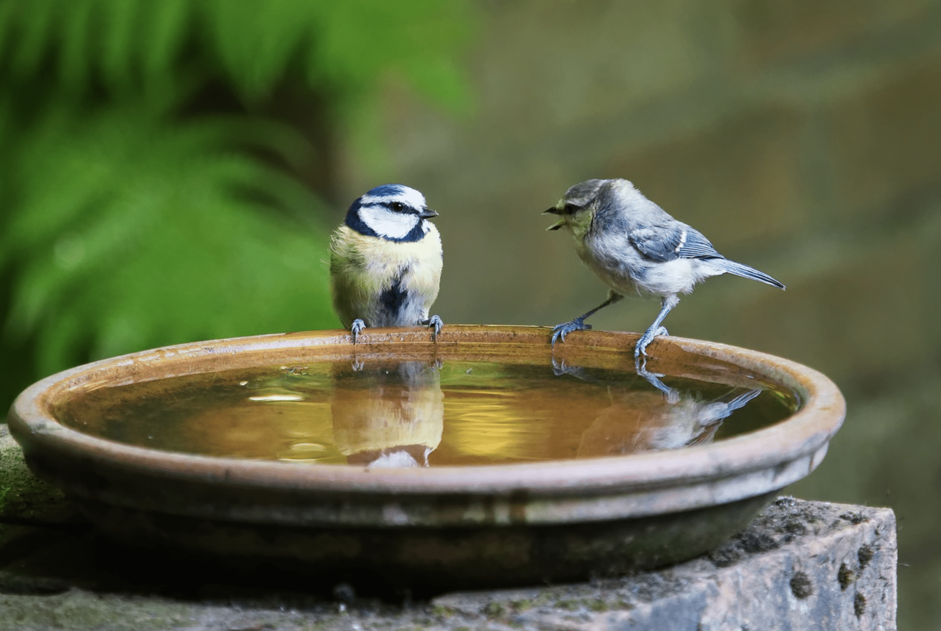 two bird on the birdbath