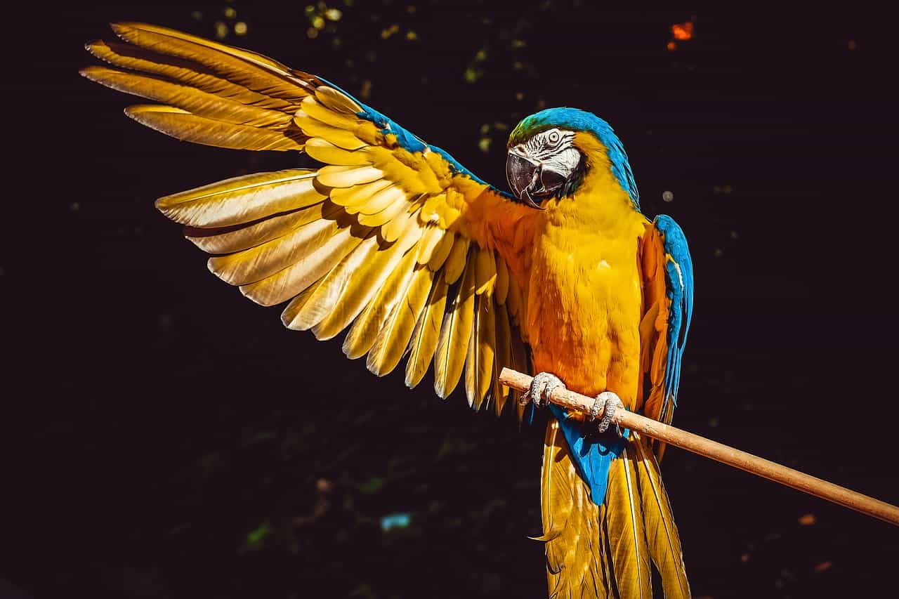 Colorful Parrot Opening its right wing