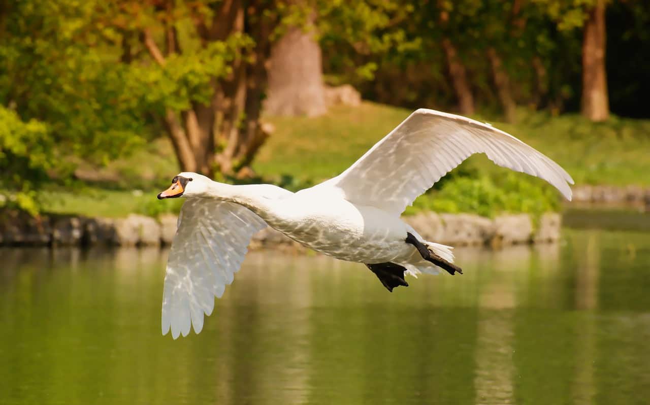 Swan flyin in the lake