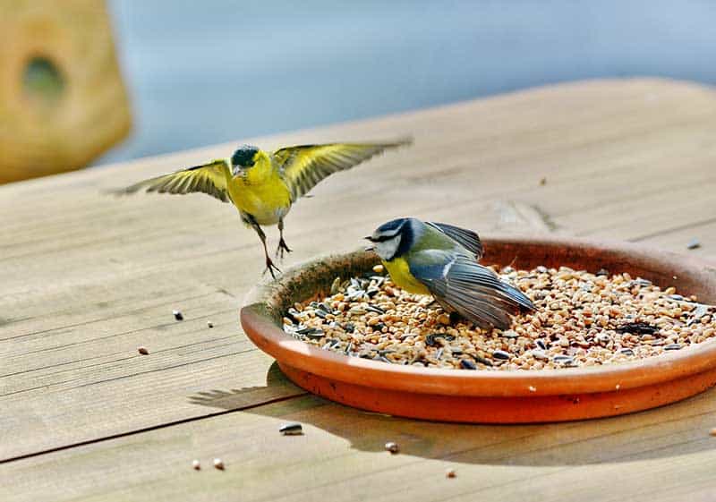 birds gather for seeds