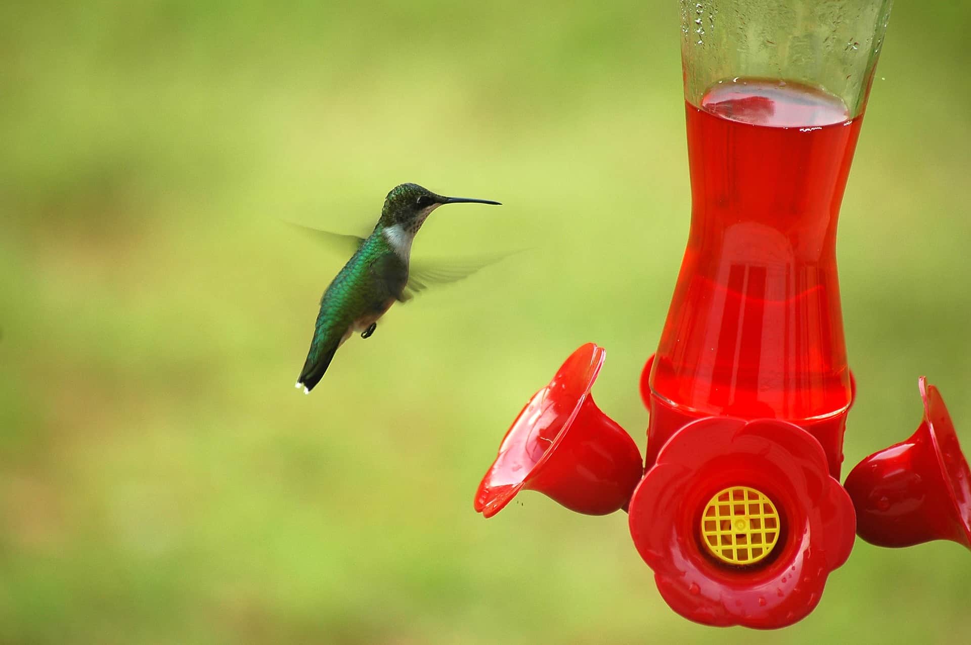 Flying hummingbird is near in its feeder