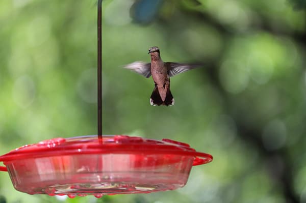 hummingbird-red feeder