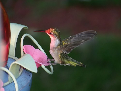 Hummingbird on ornament