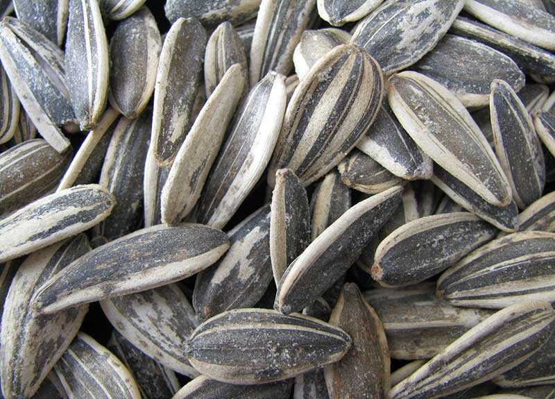 striped sunflower seeds