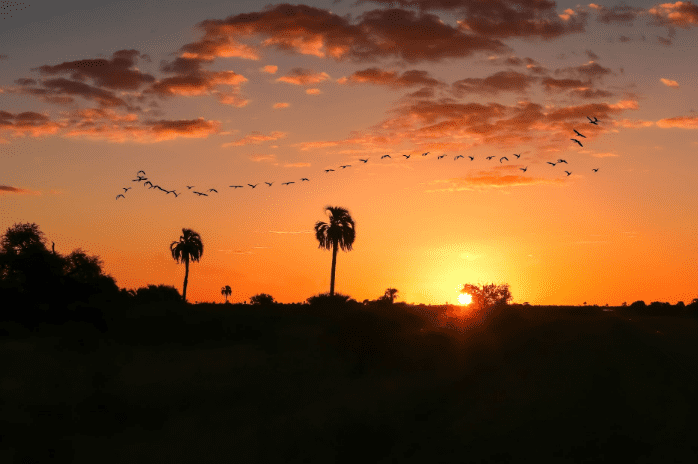 birds formation during sunset