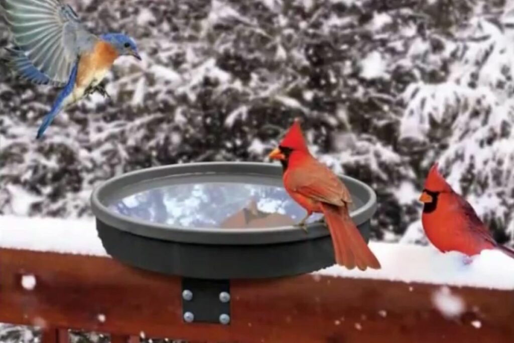 Birds at a birdbath in winter