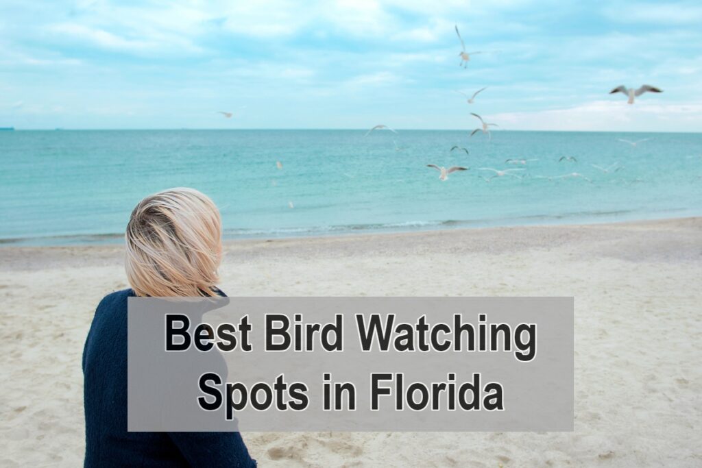 Best Bird Watching Spots in Florida