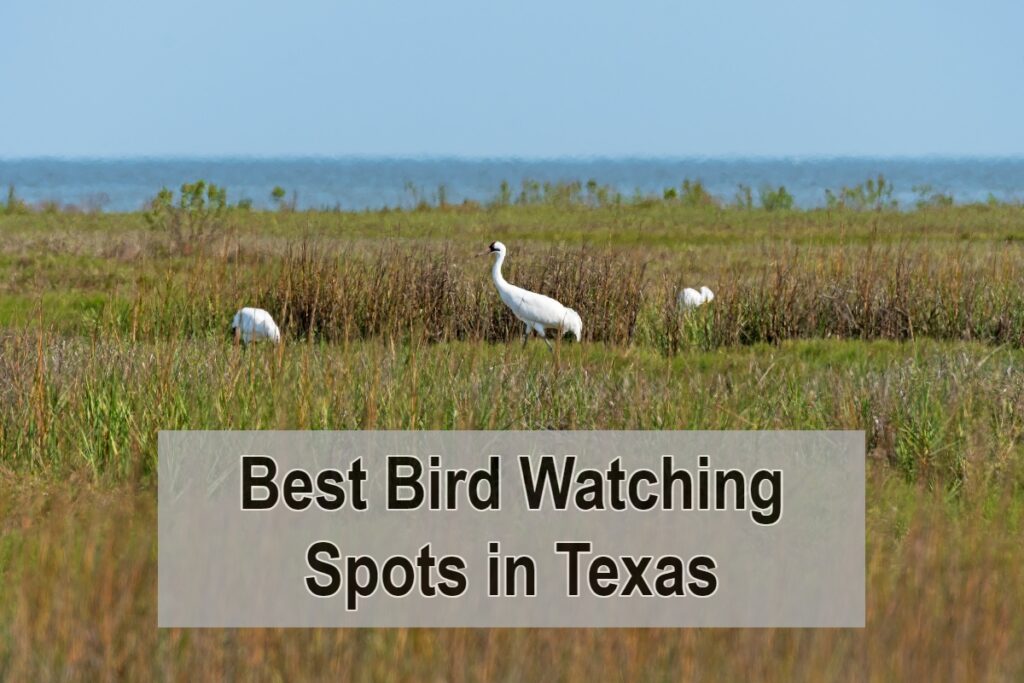 Best Bird Watching Spots in Texas