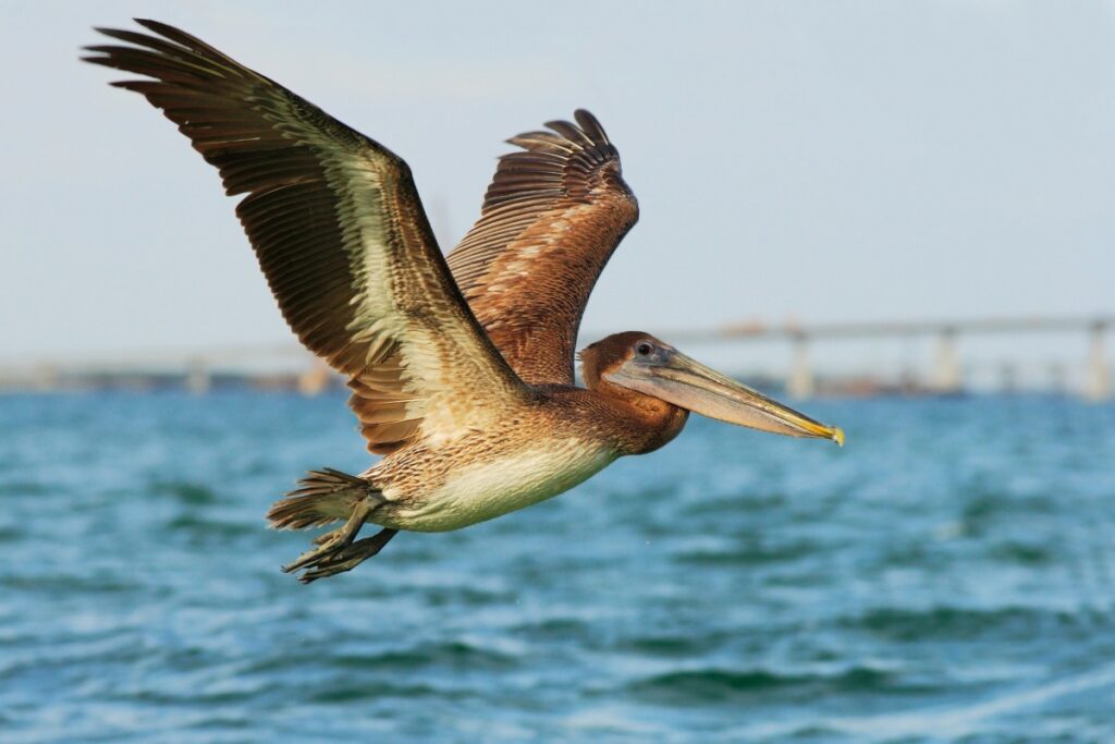 Brown Pelican: The State Bird of Louisiana