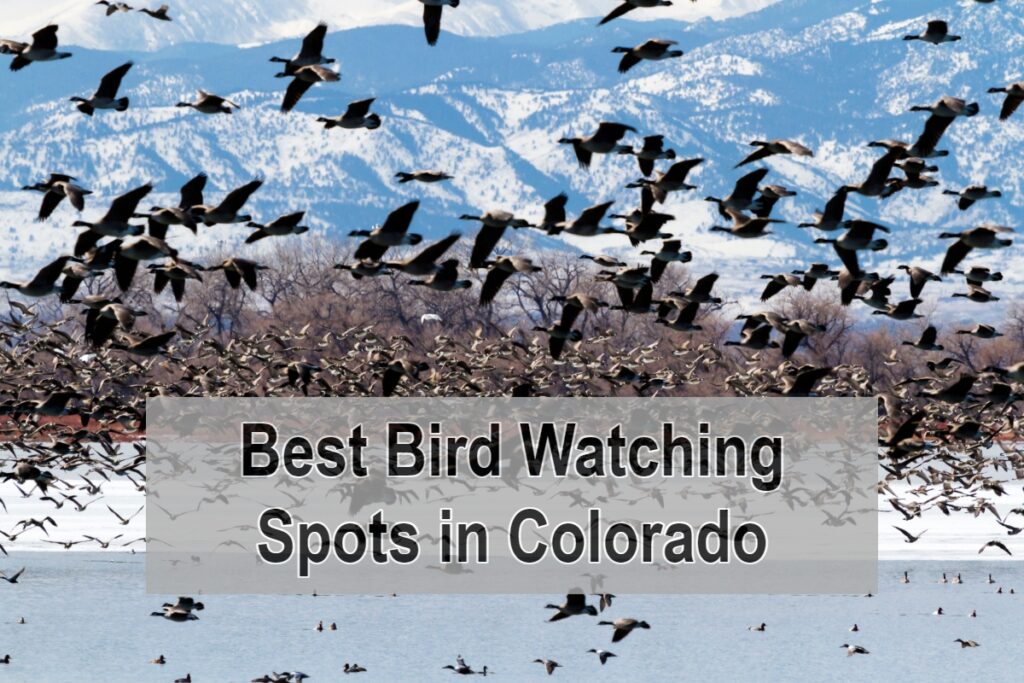 Best Bird Watching Spots in Colorado
