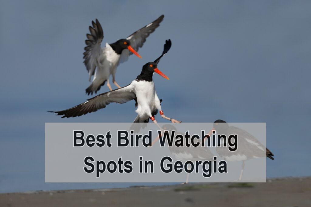 Best Bird Watching Spots in Georgia
