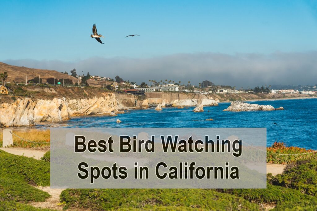 Best Bird Watching Spots in California