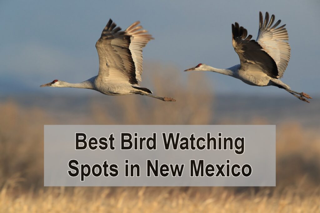 Best Places to Bird Watch in New Mexico