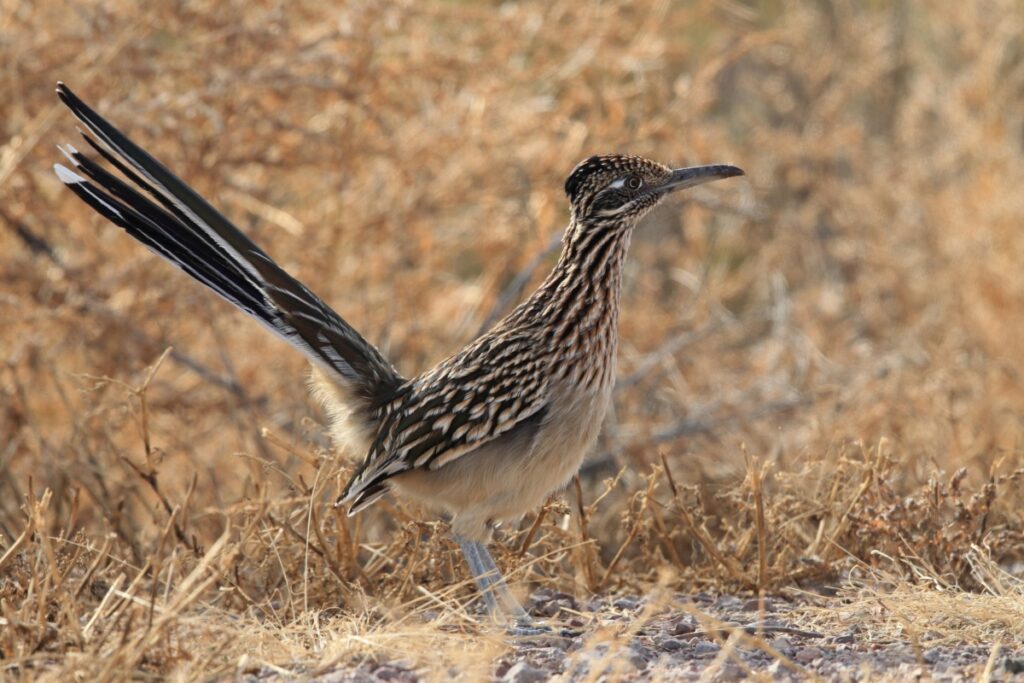 Greater Roadrunner: The State Bird of New Mexico