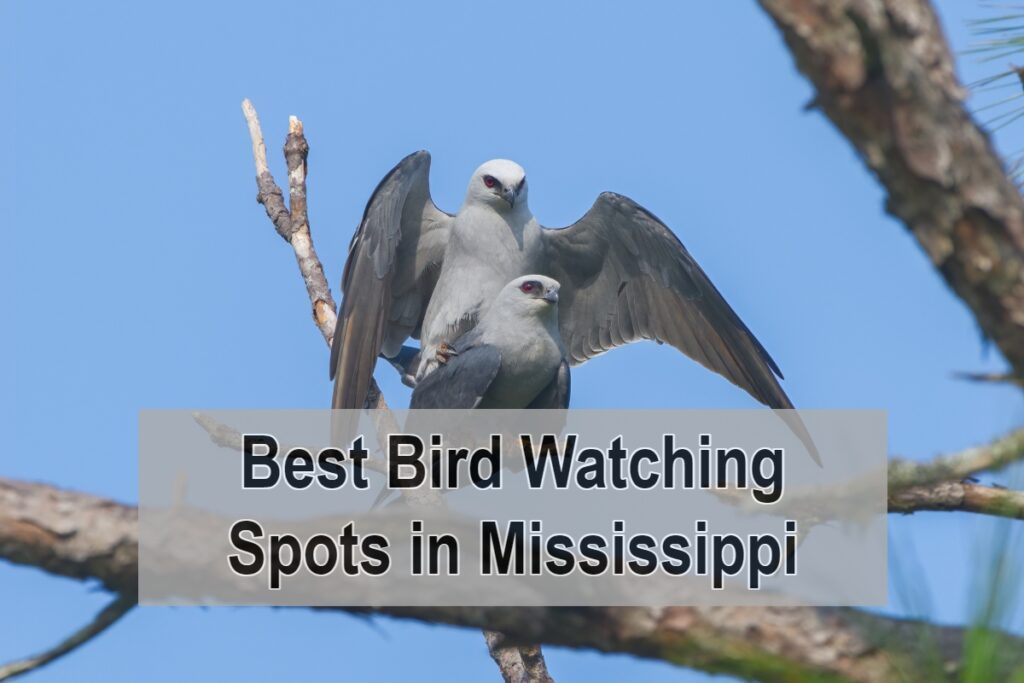 Best Bird Watching Spots in Mississippi