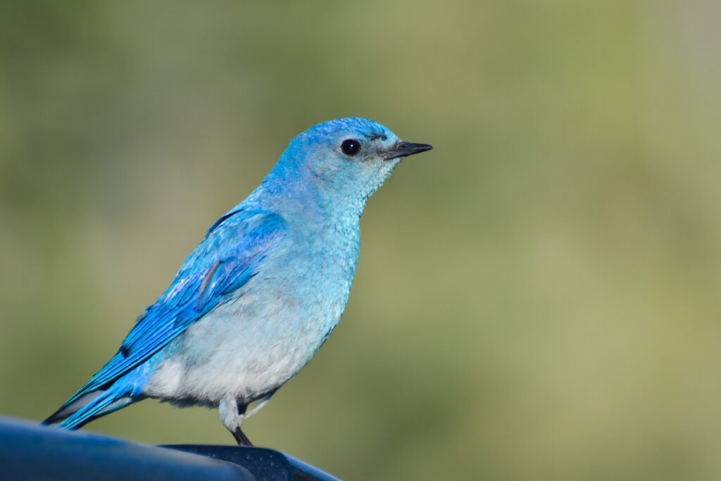 Mountain Bluebird: The State Bird of Nevada