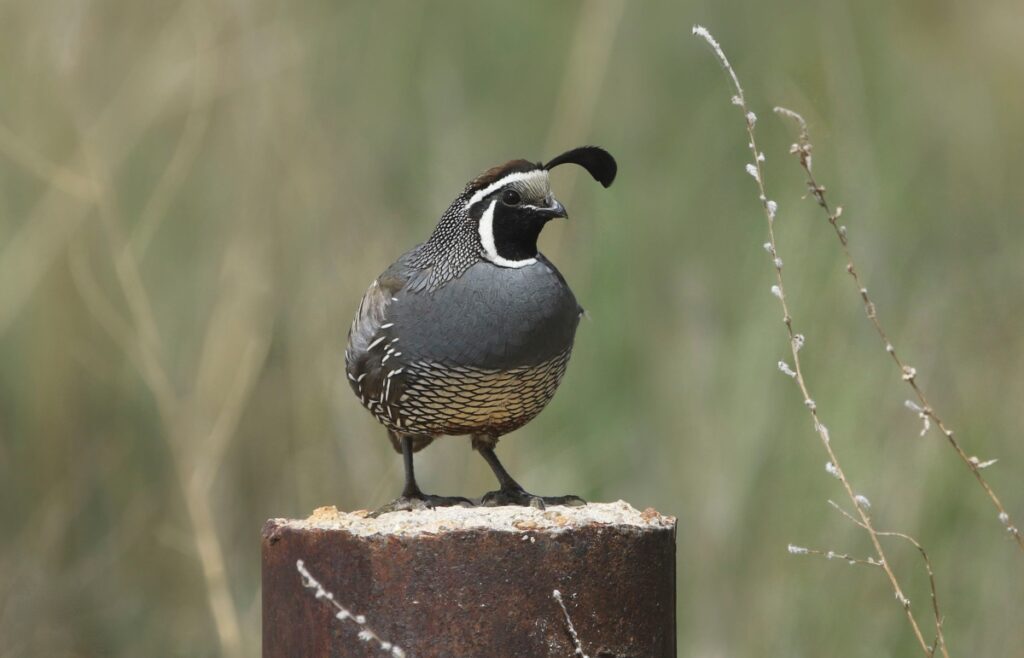 Valley Quail: The State Bird of California