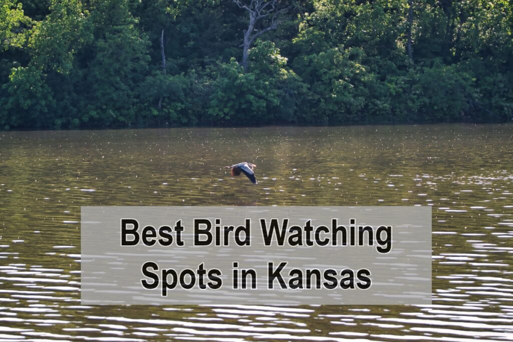 Best Bird Watching Spots in Kansas