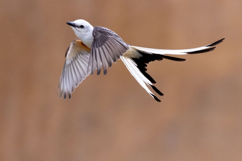 Scissor-tailed Flycatcher - The State Bird of Oklahoma
