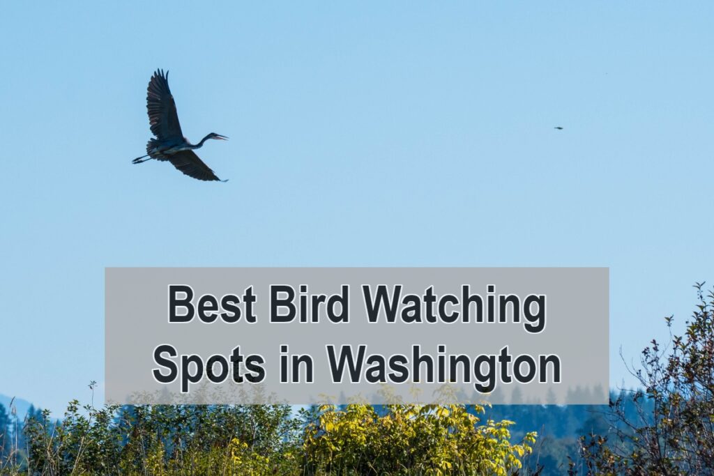 Best Bird Watching Spots in Washington