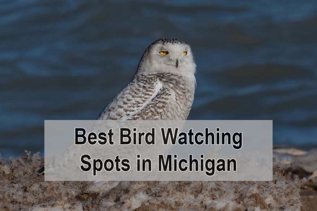 Best Bird Watching Spots in Michigan