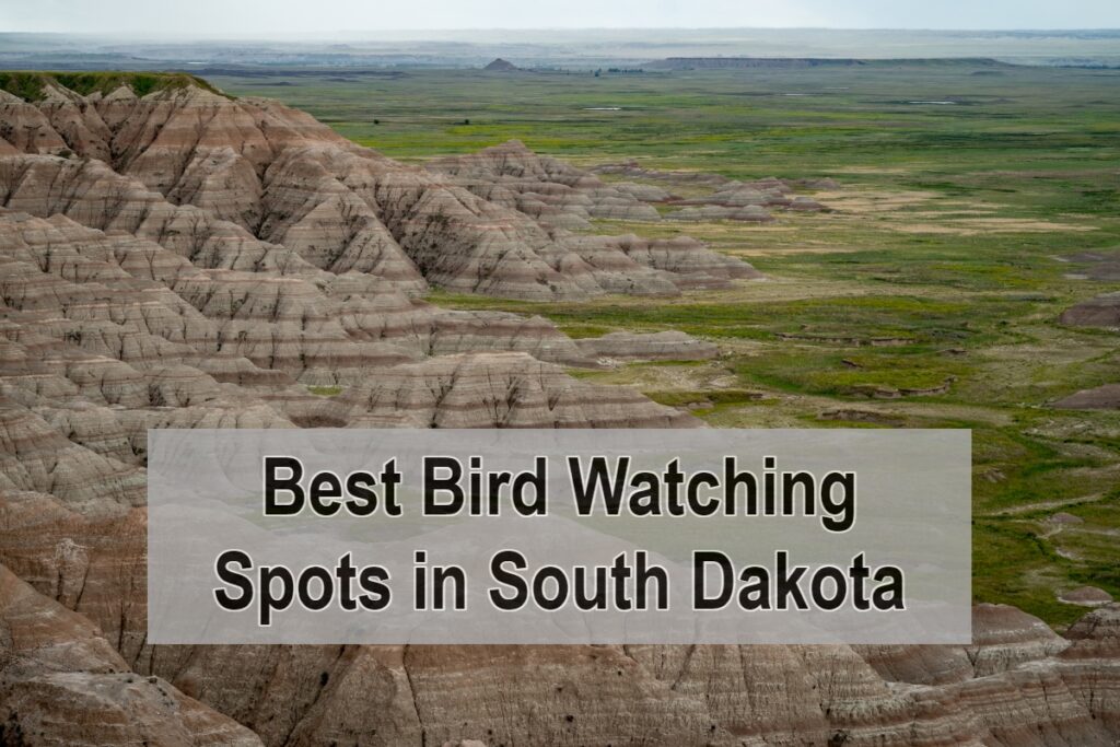 Best Bird Watching Spots in South Dakota