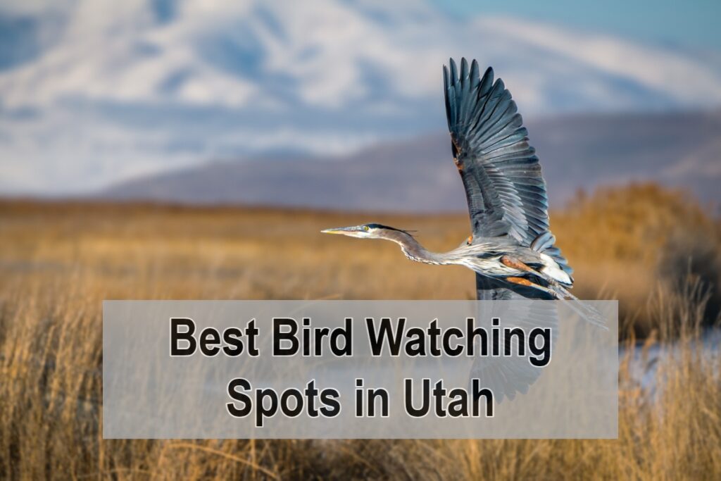 Best Bird Watching Spots in Utah