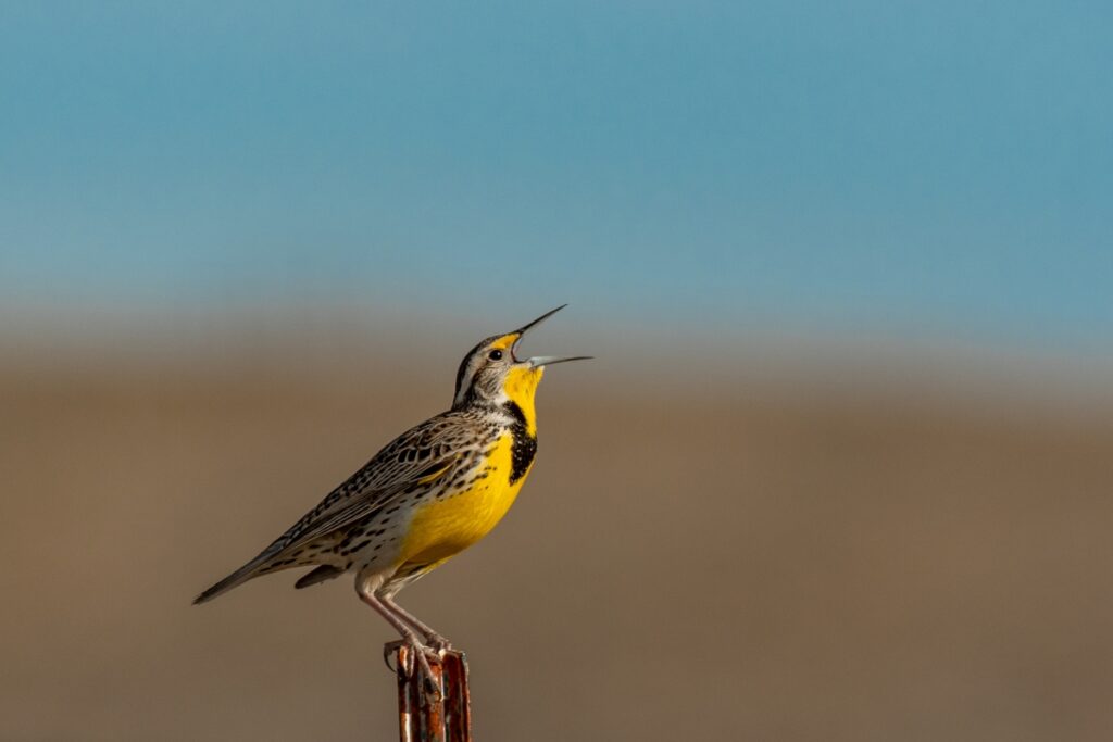 Western Meadowlark - The State Bird of Nebraska