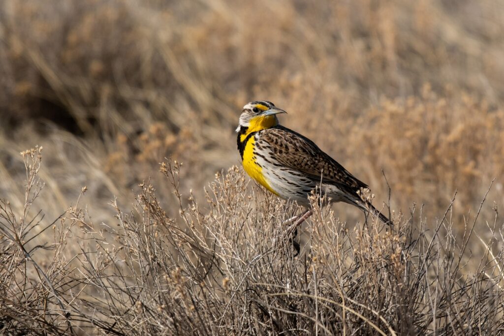 Western Meadowlark - State Bird of Wyoming