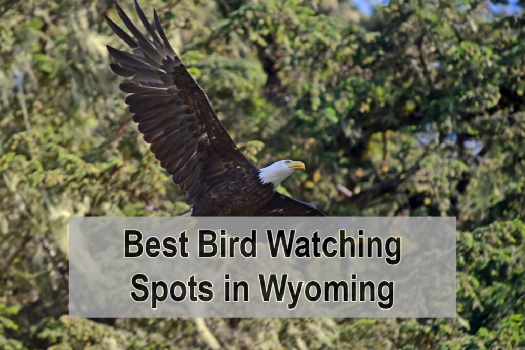 Best Bird Watching Spots in Wyoming