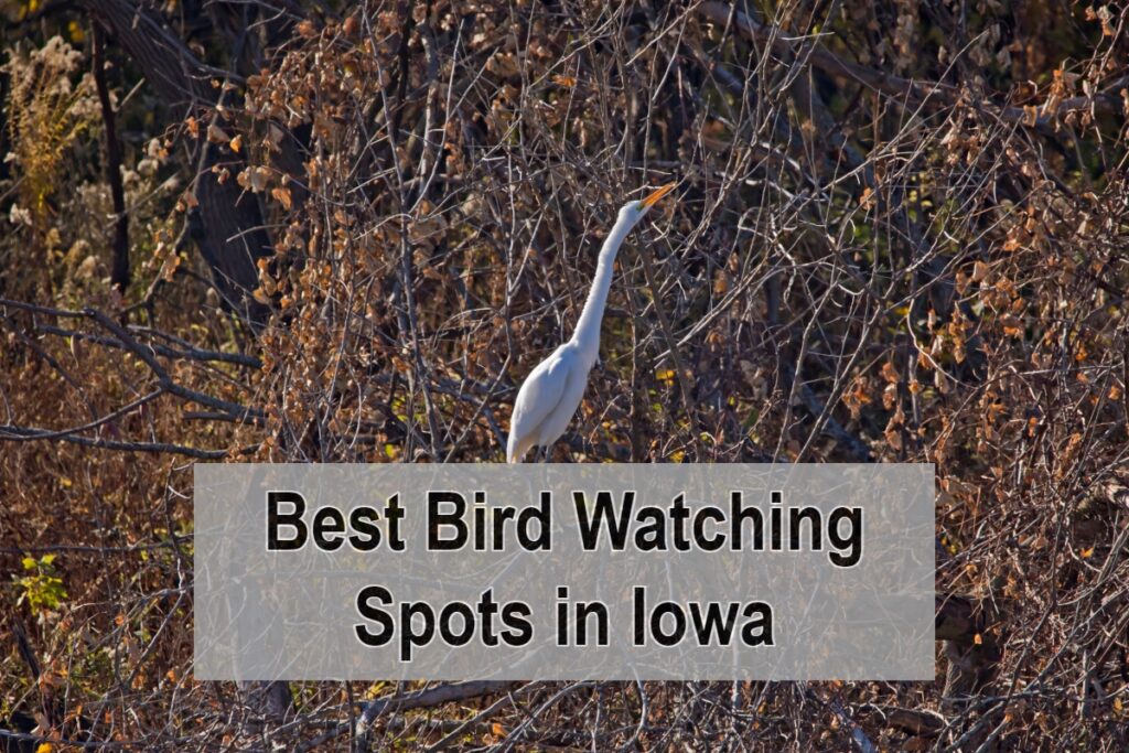 Best Bird Watching Spots in Iowa