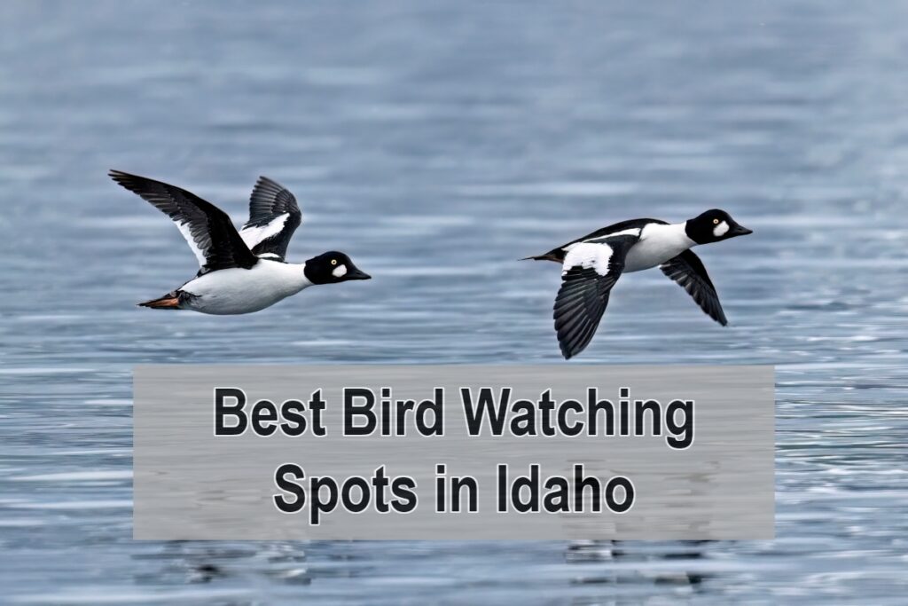 Best Bird Watching Spots in Idaho