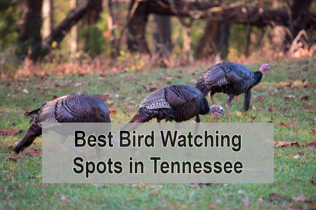 Best Bird Watching Spots in Tennessee