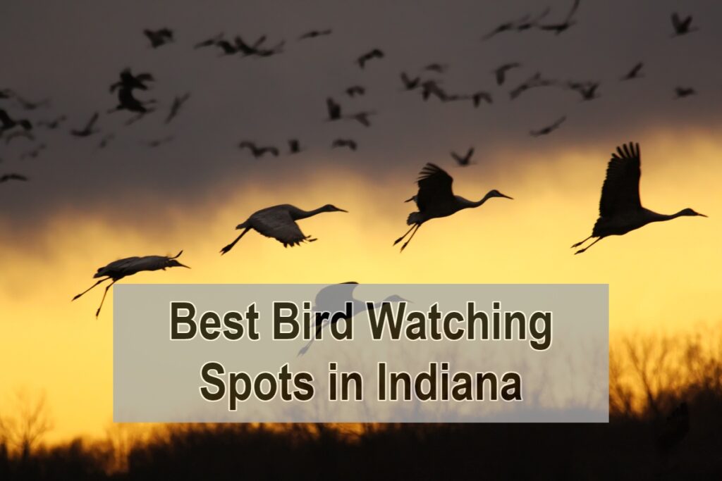 Best Bird Watching Spots in Indiana