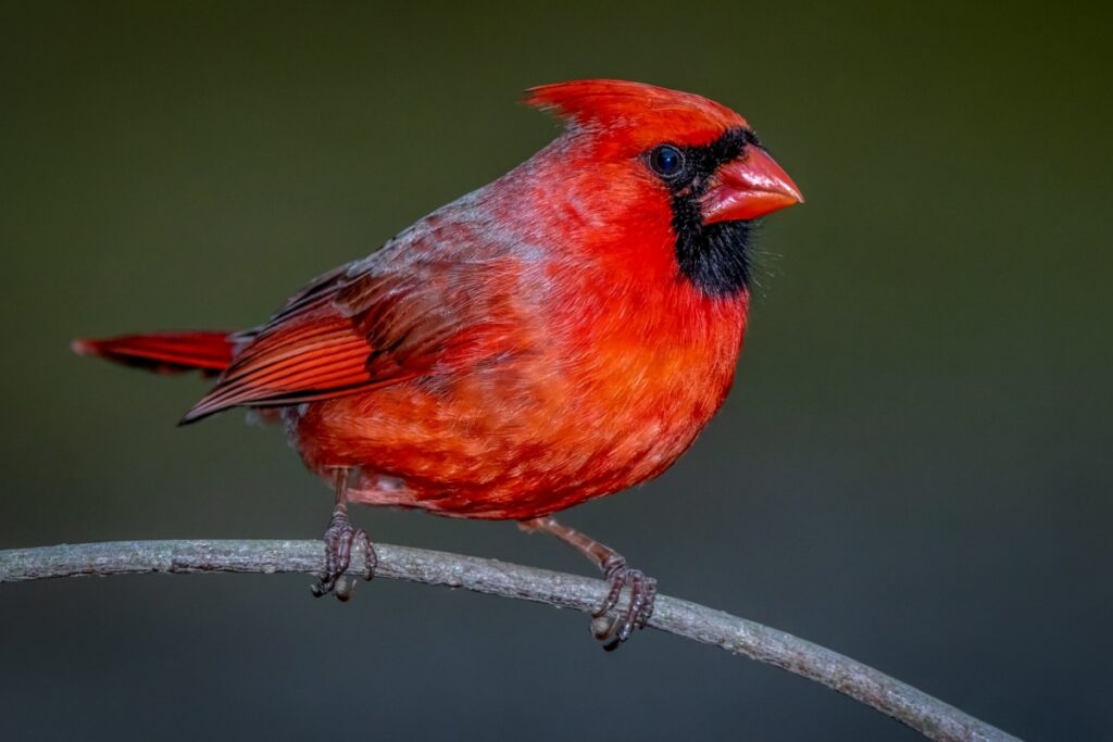 Northern Cardinal - The State Bird of Indiana