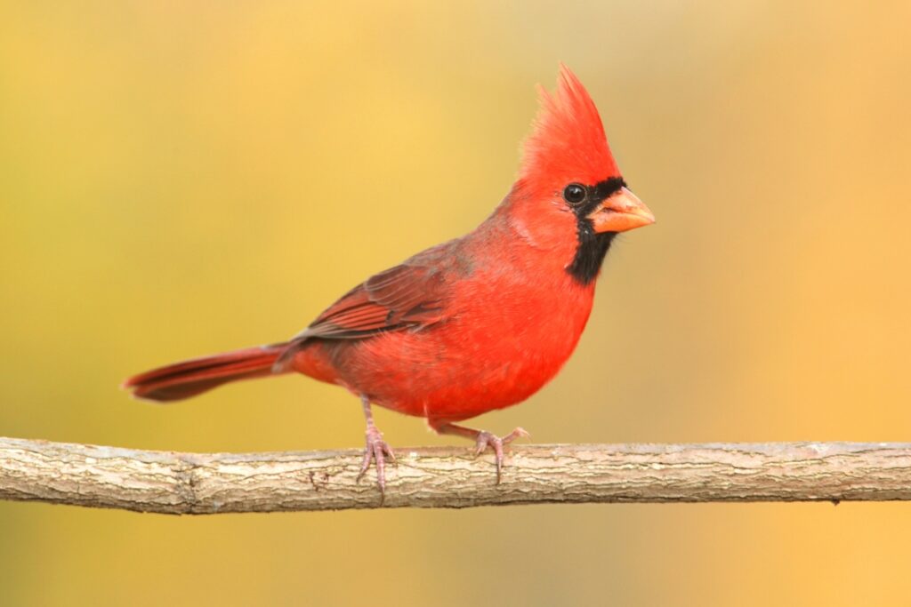 The Northern Cardinal - Kentucky State Bird