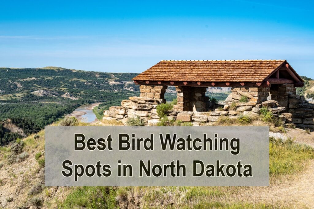 Best Bird Watching Spots in North Dakota