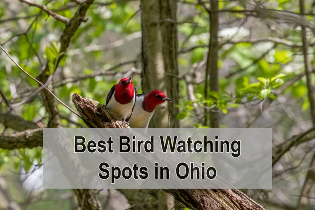 Best Bird Watching Spots in Ohio