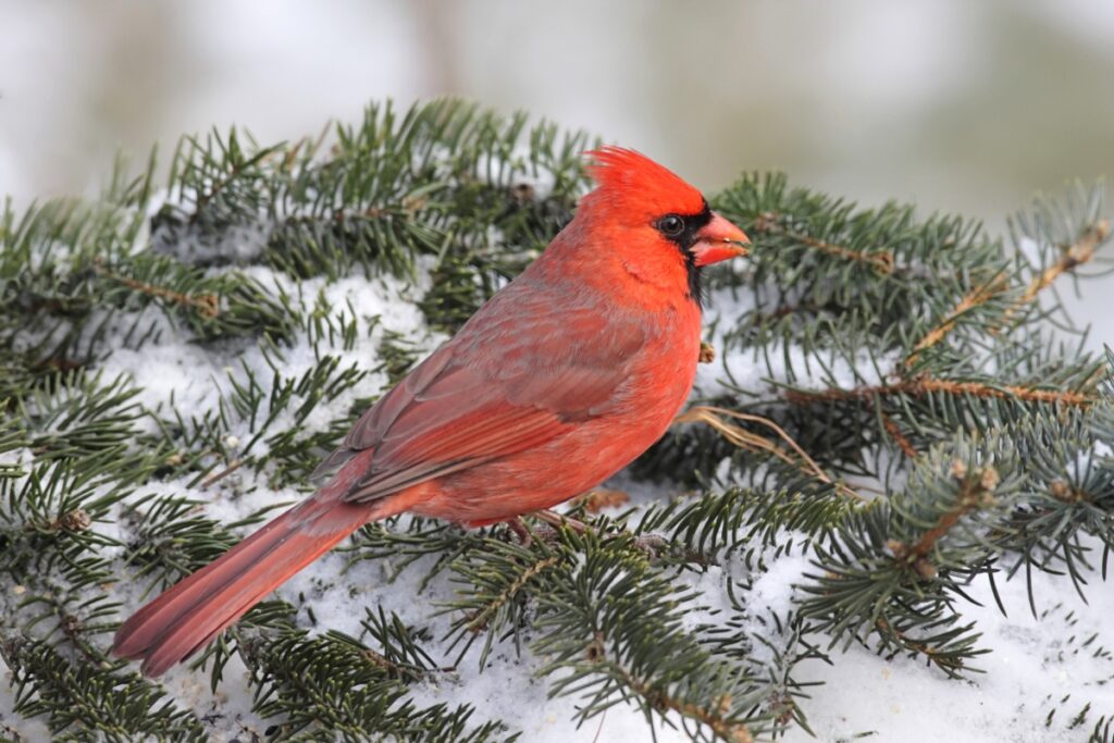 Northern Cardinal - The State Bird of Ohio