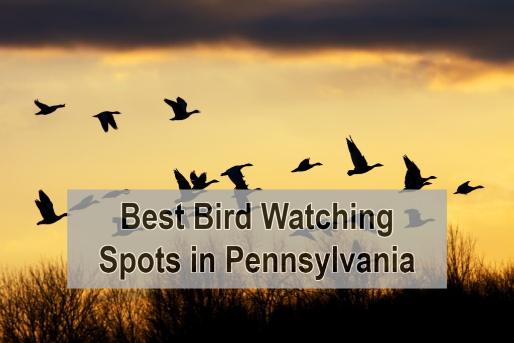 Best Bird Watching Spots in Pennsylvania