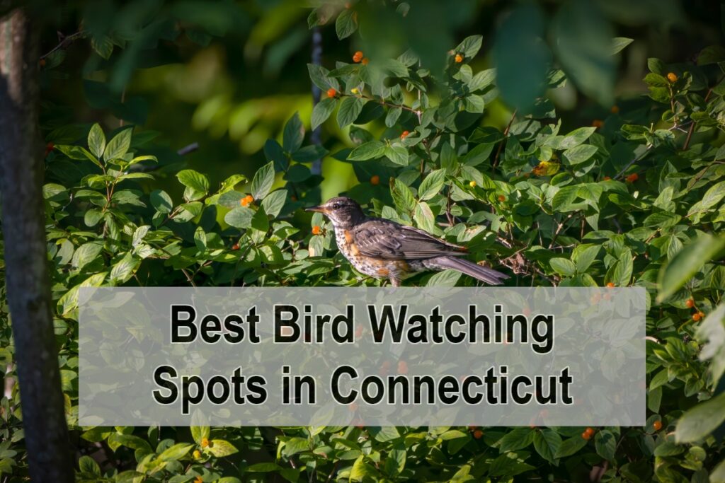 Best Bird Watching Spots in Connecticut
