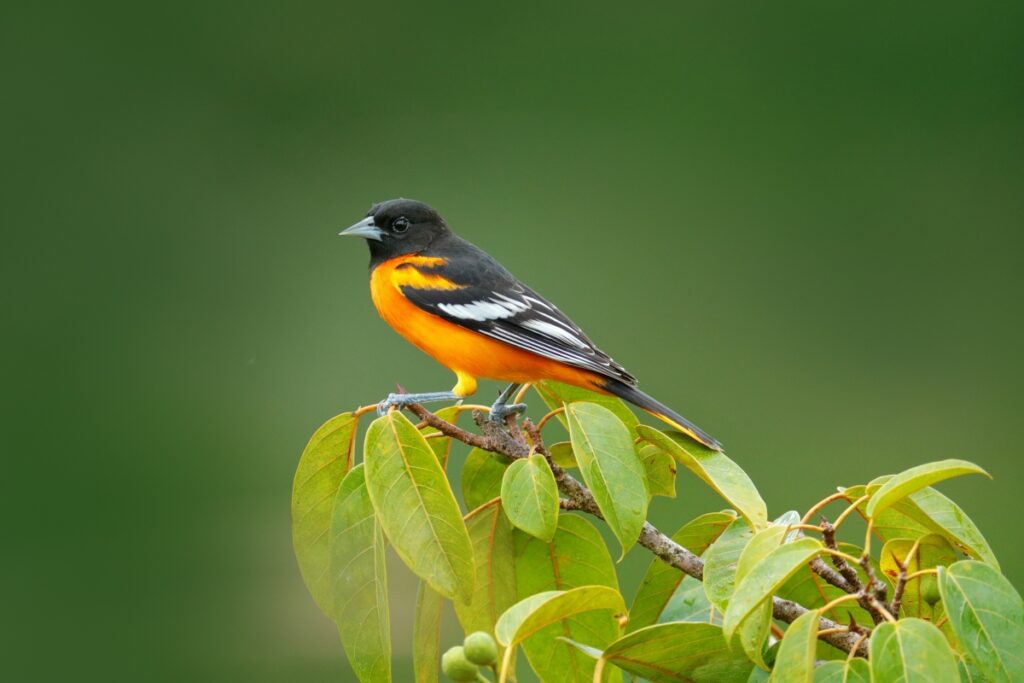 Baltimore Oriole - The Maryland State Bird