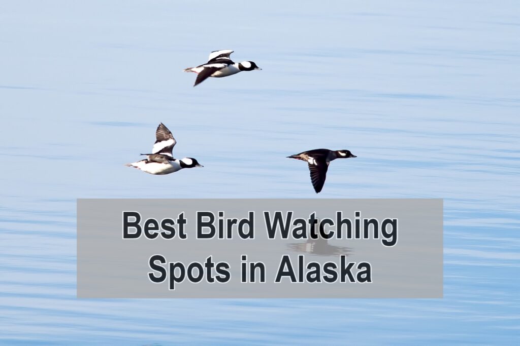 Best Bird Watching Spots in Alaska