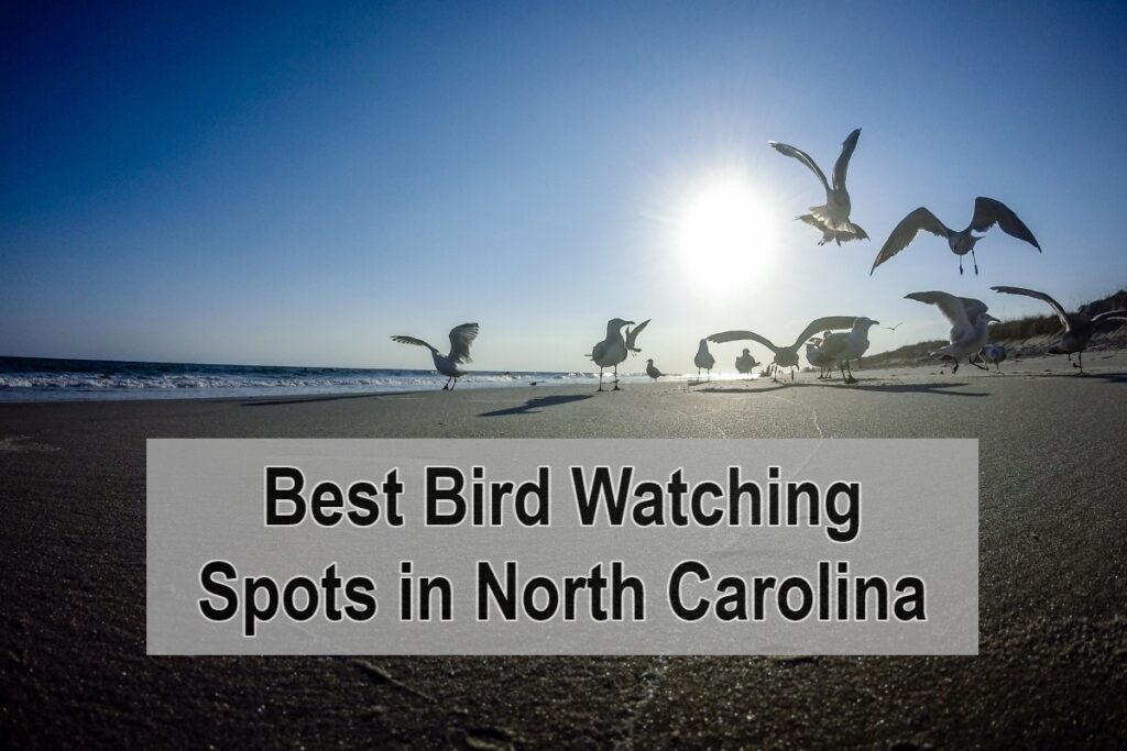 Best Bird Watching Spots in North Carolina