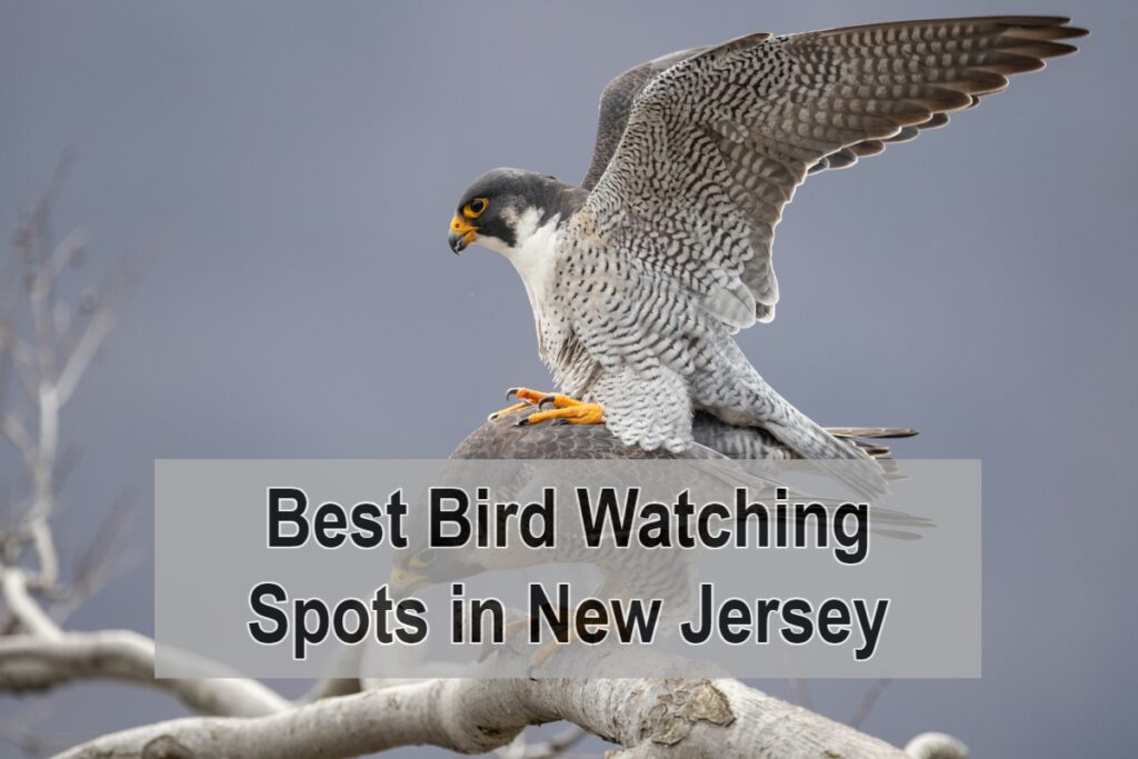 Best Bird Watching Spots in New Jersey