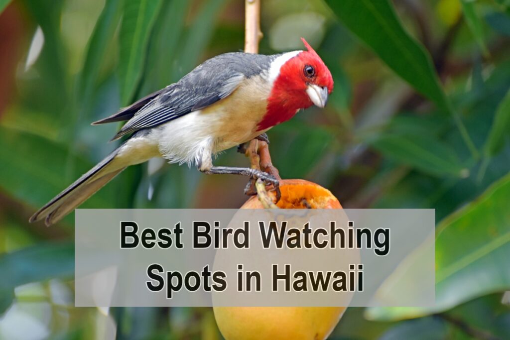 Best Bird Watching Spots in Hawaii