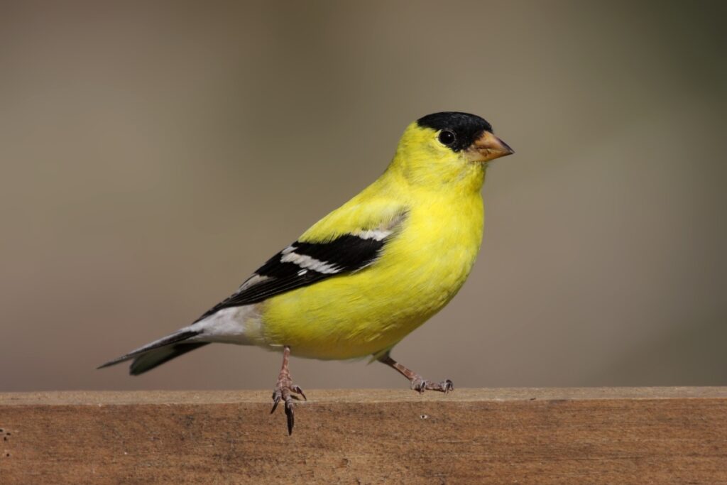 American Goldfinch - The New Jersey State Bird