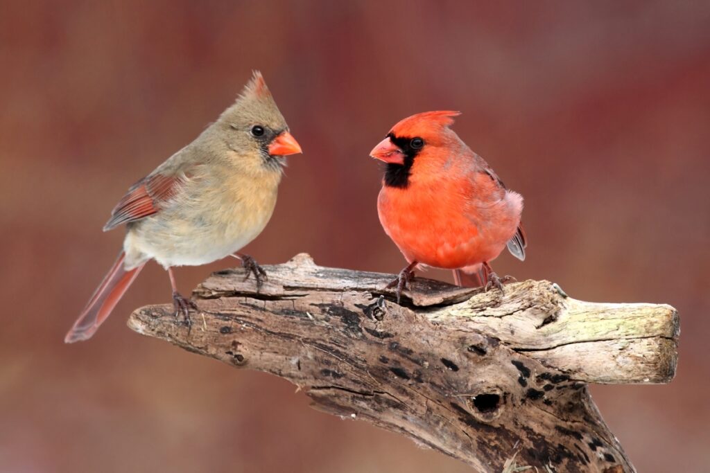 Northern Cardinal - State Bird of North Carolina