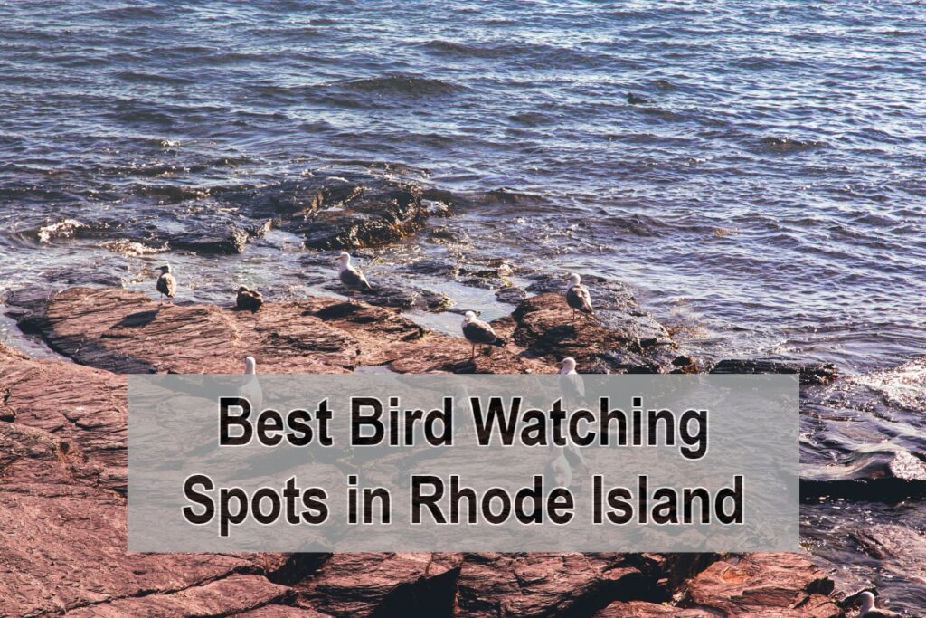 Best Bird Watching Spots in Rhode Island