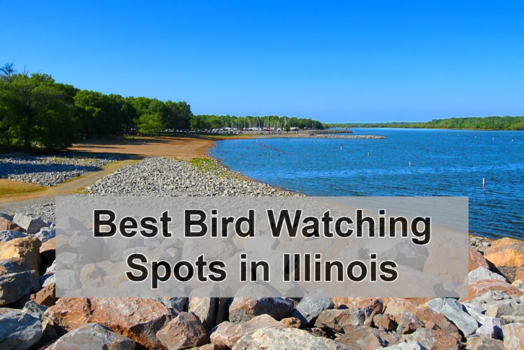 Best Bird Watching Spots in Illinois